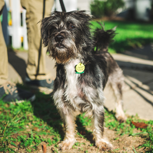 van_gogh - certified bedbug sniffing dog