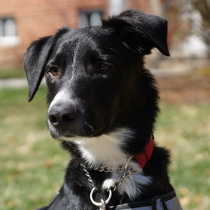 Barker - bed bug smifing dog detection