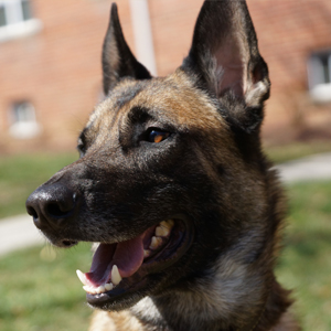 Rattan - bed bug sniffing dog treatment