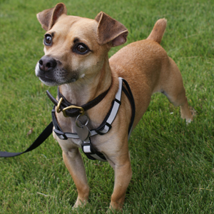 Sherlock - bed bug canine inspection