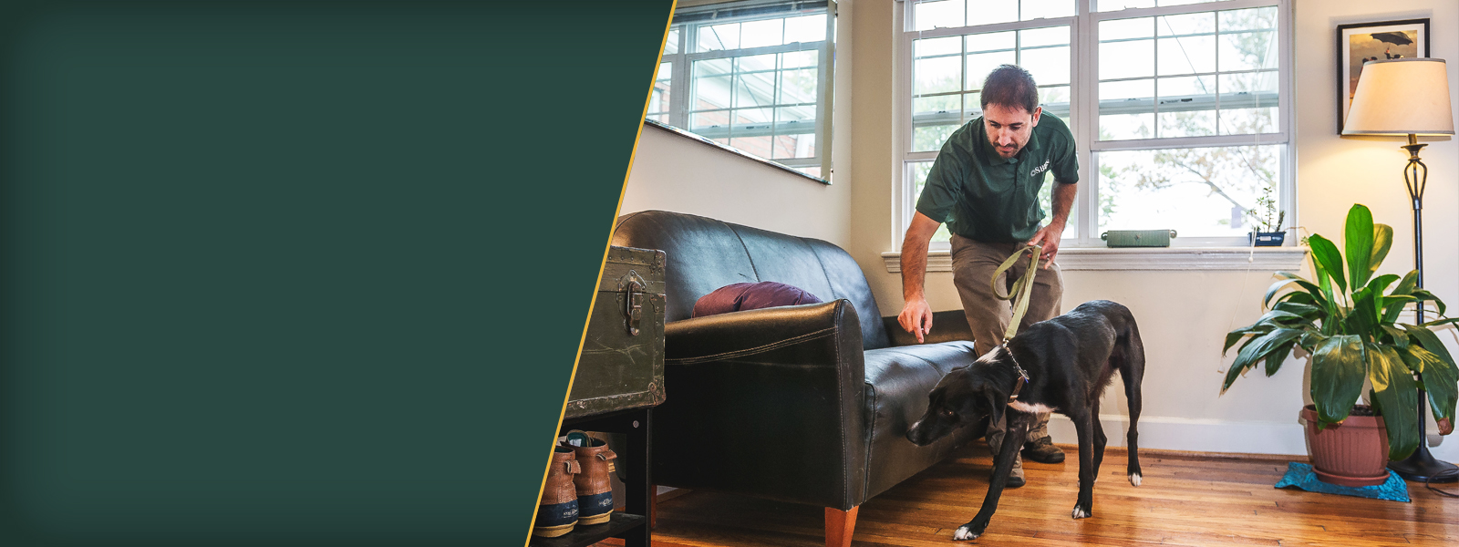 bed bug dogs near me