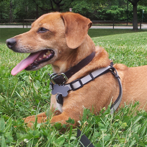 Sunny - bed bug sniffing dog detection